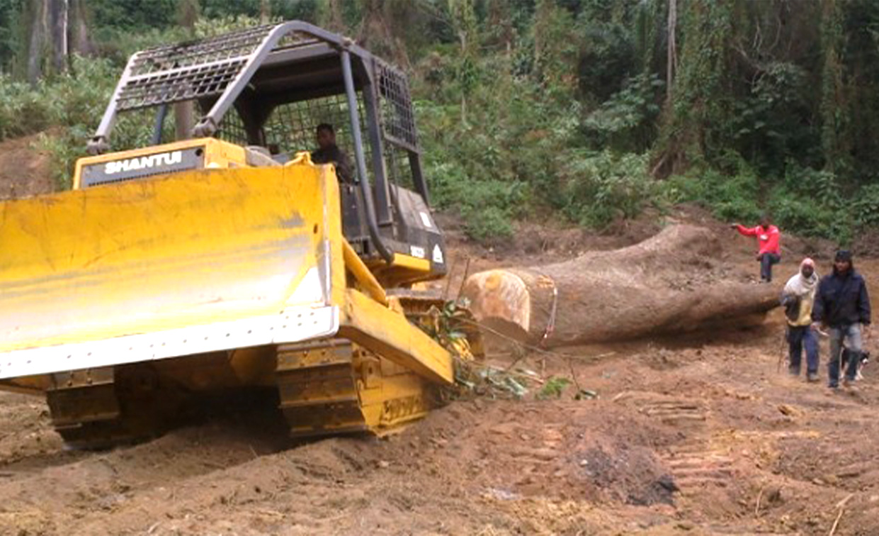 Бульдозер Shantui SD22F эксплуатируется в лесничестве для заготовки дров и лесоматериалов в Аргентине.